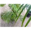 Image 4 : Potted Palm Plant Approx. 55"H