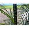 Image 5 : Potted Palm Plant Approx. 55"H