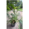 Image 1 : Potted Palm Plant Approx. 71"H