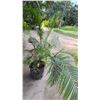Image 2 : Potted Palm Plant Approx. 71"H