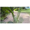 Image 3 : Potted Palm Plant Approx. 71"H