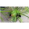 Image 4 : Potted Palm Plant Approx. 71"H