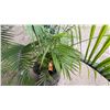 Image 5 : Potted Palm Plant Approx. 71"H