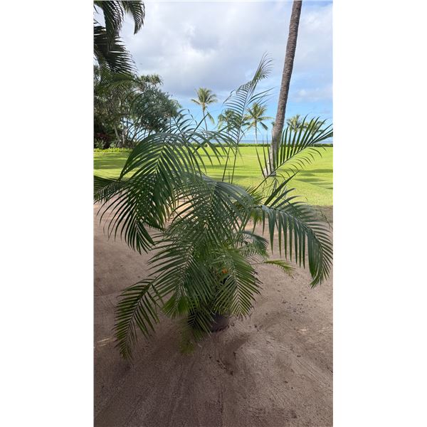 Potted Palm Plant Approx. 66"H