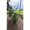 Image 1 : Potted Palm Plant Approx. 66"H