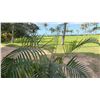 Image 2 : Potted Palm Plant Approx. 66"H