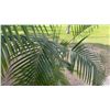 Image 3 : Potted Palm Plant Approx. 66"H