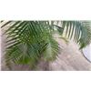 Image 4 : Potted Palm Plant Approx. 66"H