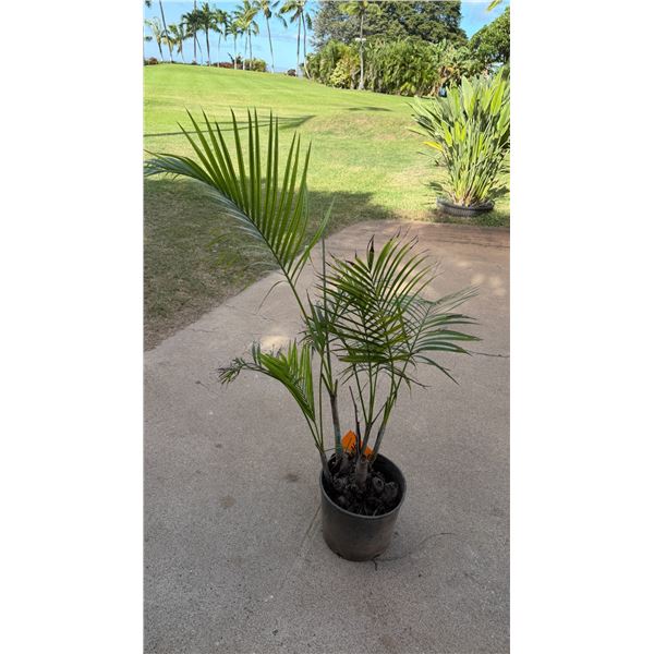 Potted Palm Plant Approx. 42"H