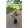 Image 1 : Potted Palm Plant Approx. 42"H