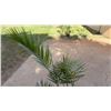 Image 2 : Potted Palm Plant Approx. 42"H