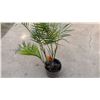 Image 3 : Potted Palm Plant Approx. 42"H