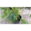 Image 4 : Potted Palm Plant Approx. 42"H