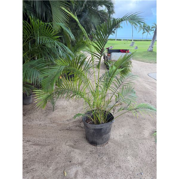 Potted Palm Plant Approx. 64"H