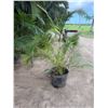Image 1 : Potted Palm Plant Approx. 64"H