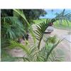 Image 2 : Potted Palm Plant Approx. 64"H
