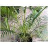 Image 3 : Potted Palm Plant Approx. 64"H