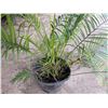 Image 4 : Potted Palm Plant Approx. 64"H