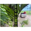 Image 5 : Potted Palm Plant Approx. 64"H