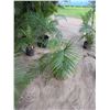 Image 1 : Potted Palm Plant Approx. 50"H