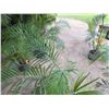 Image 2 : Potted Palm Plant Approx. 50"H