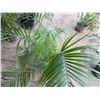 Image 3 : Potted Palm Plant Approx. 50"H