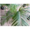 Image 4 : Potted Palm Plant Approx. 50"H