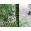 Image 5 : Potted Palm Plant Approx. 50"H