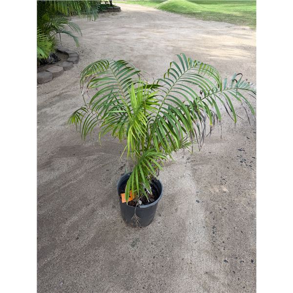 Potted Palm Plant Approx. 40"H