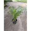 Image 1 : Potted Palm Plant Approx. 40"H