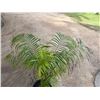 Image 2 : Potted Palm Plant Approx. 40"H