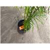 Image 3 : Potted Palm Plant Approx. 40"H