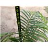 Image 4 : Potted Palm Plant Approx. 40"H