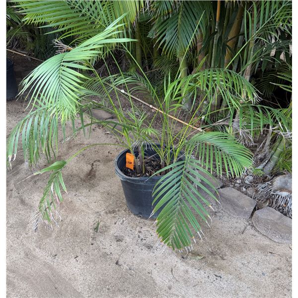 Potted Palm Plant Approx. 44"H