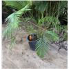Image 1 : Potted Palm Plant Approx. 44"H