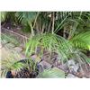 Image 2 : Potted Palm Plant Approx. 44"H