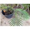 Image 3 : Potted Palm Plant Approx. 44"H