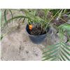Image 4 : Potted Palm Plant Approx. 44"H