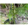 Image 5 : Potted Palm Plant Approx. 44"H