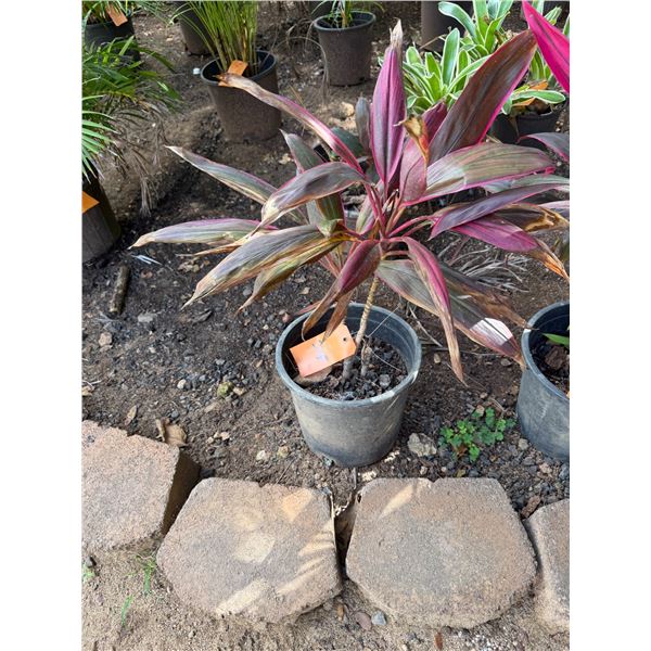 Potted Red Ti Plant Approx. 26"H