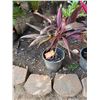 Image 1 : Potted Red Ti Plant Approx. 26"H