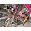 Image 2 : Potted Red Ti Plant Approx. 26"H