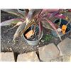 Image 3 : Potted Red Ti Plant Approx. 26"H