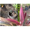 Image 4 : Potted Red Ti Plant Approx. 26"H