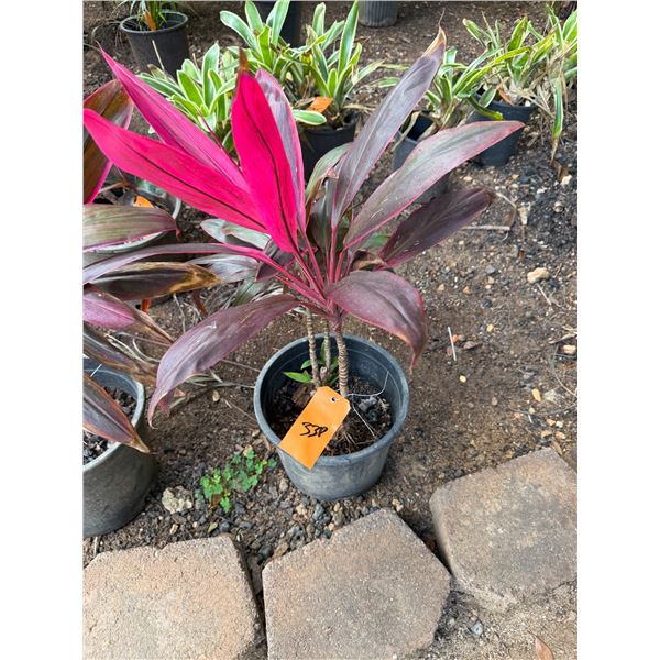 Potted Red Ti Plant Approx. 29"H