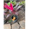 Image 1 : Potted Red Ti Plant Approx. 29"H