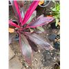 Image 2 : Potted Red Ti Plant Approx. 29"H