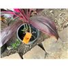 Image 3 : Potted Red Ti Plant Approx. 29"H