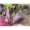 Image 4 : Potted Red Ti Plant Approx. 29"H