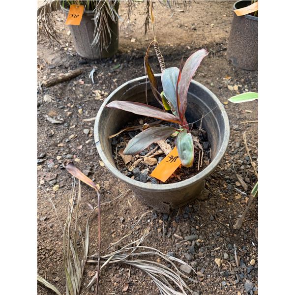 Potted Red Ti Plant Approx. 12"H